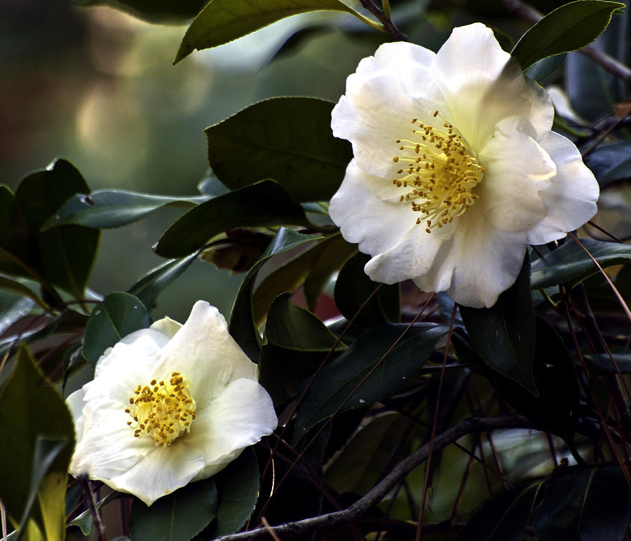 Camellia Nineteen Photograph by Ken Frischkorn