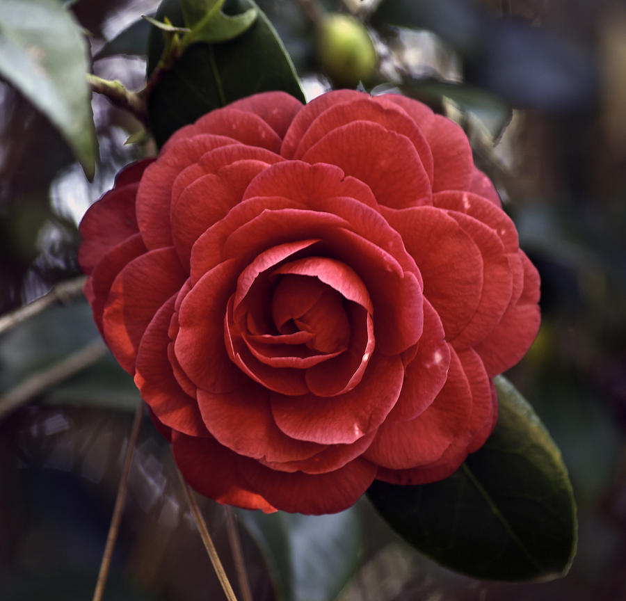 Camellia twenty-eight  Photograph by Ken Frischkorn