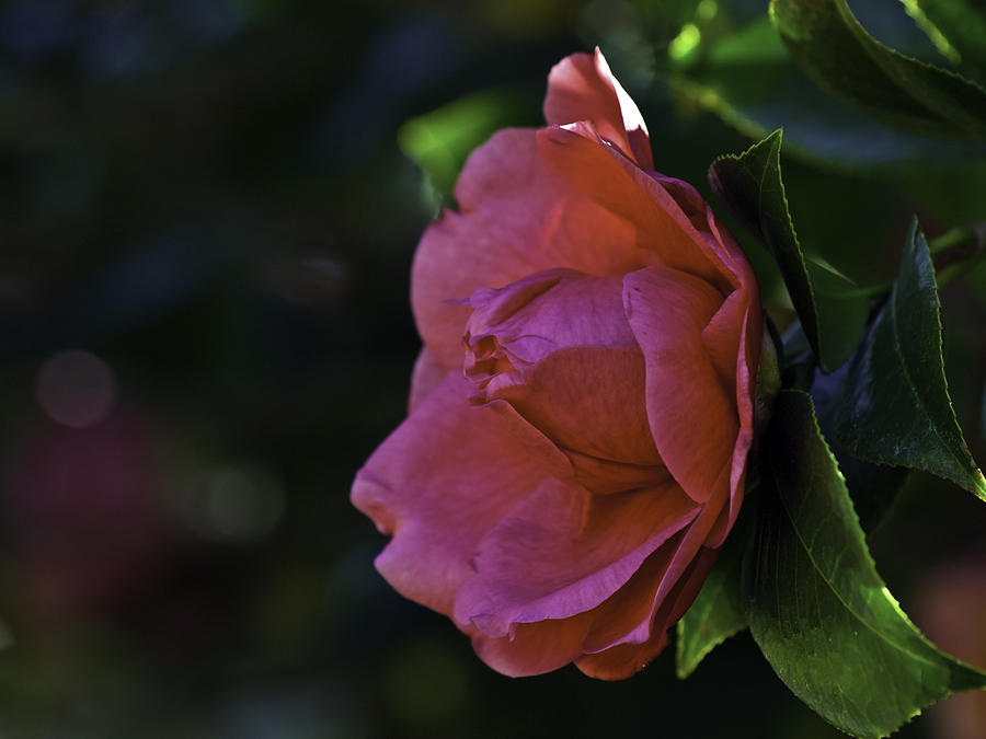 Flower Photograph - Camellia twenty-five  by Ken Frischkorn