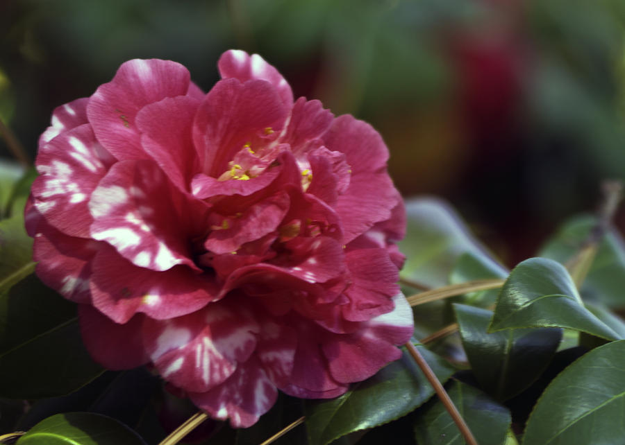 Camellia twenty-one  Photograph by Ken Frischkorn