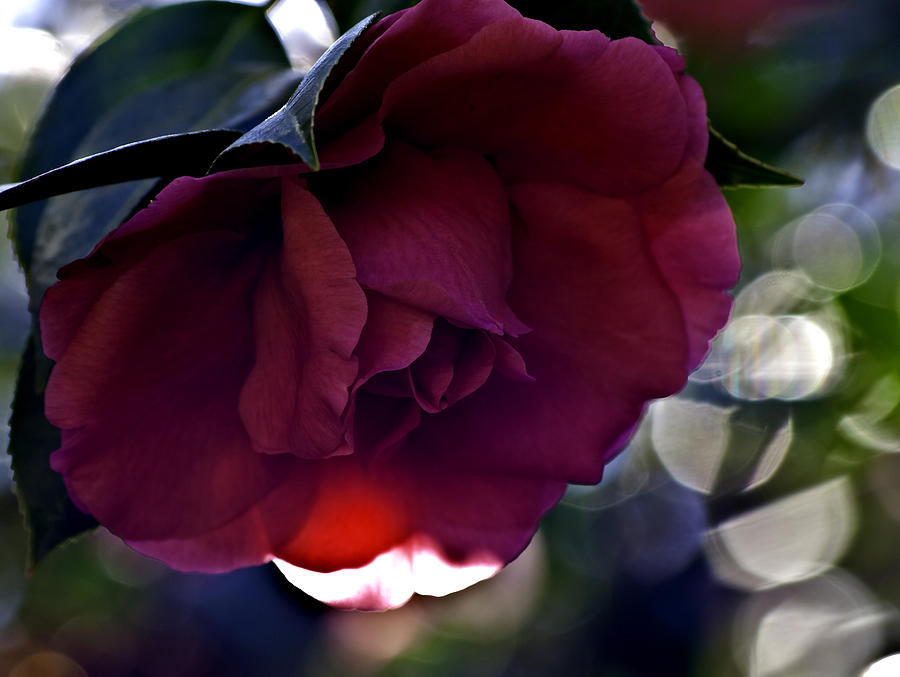 Camellia twenty-six  Photograph by Ken Frischkorn