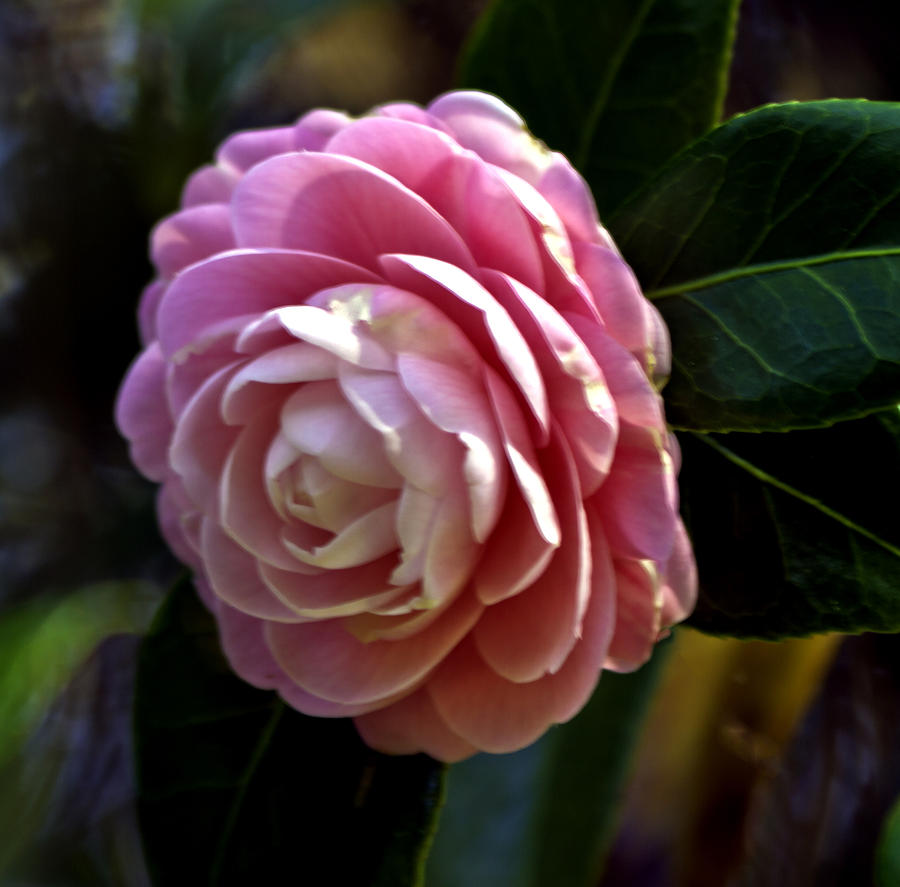 Camellia twenty-three Photograph by Ken Frischkorn