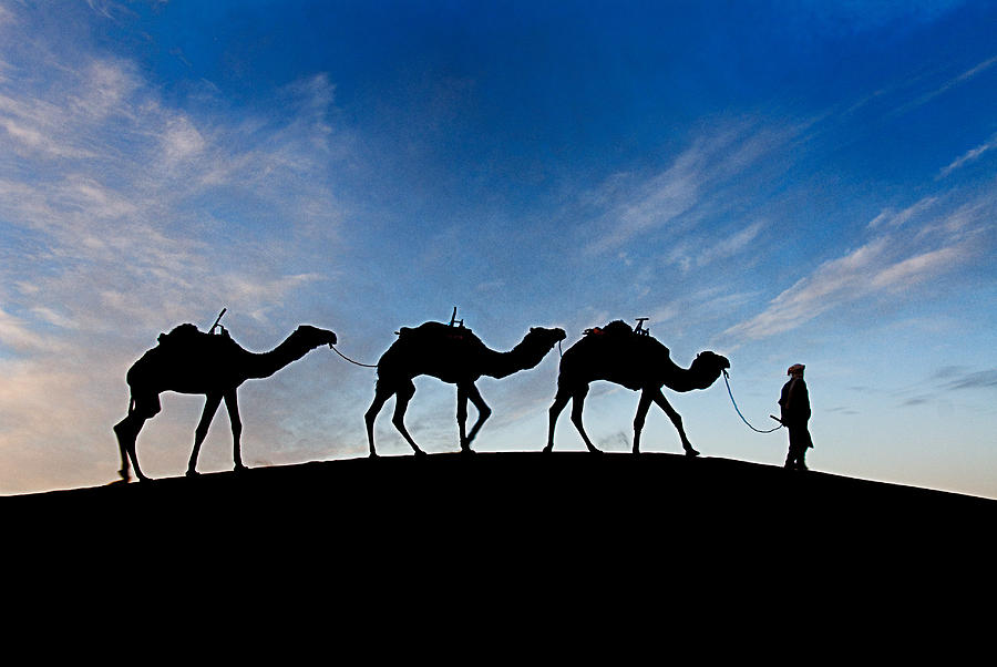Camel Photograph - Camels - 3 by Okan YILMAZ