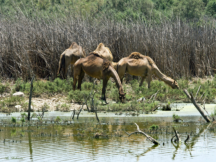 Camels at the water Photograph by Arik Baltinester