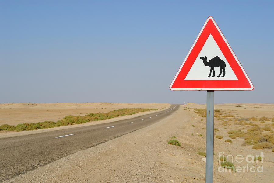 Transportation Photograph - Camels crossing road sign by Sami Sarkis