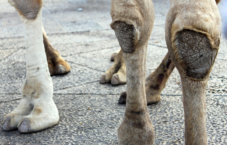 Camel Photograph - Camels Feet by Munir Alawi
