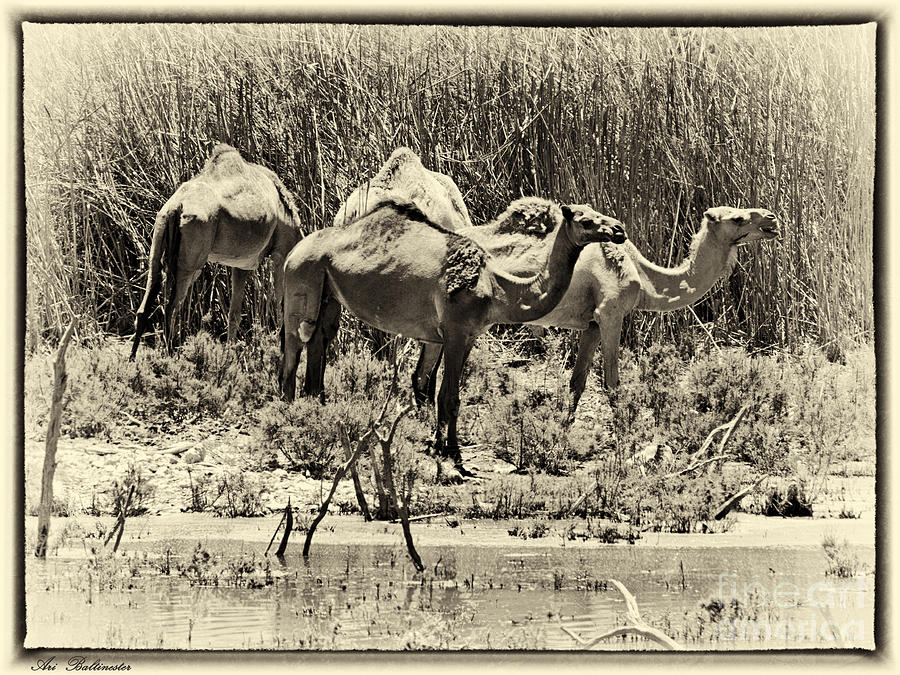 Camel Photograph - Camels in Lake Yeruham by Arik Baltinester