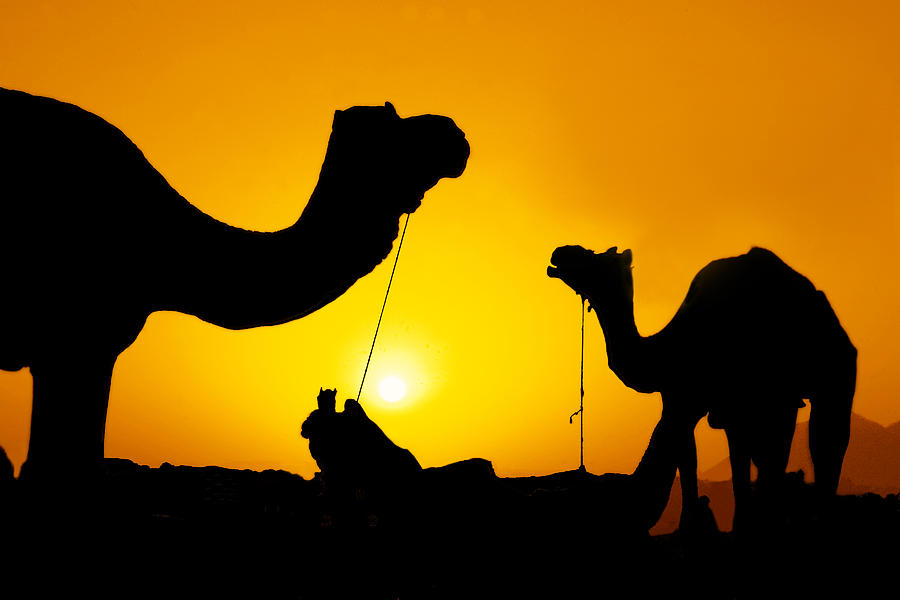 Camel Photograph - Camels of Rajasthan by Mukesh Srivastava