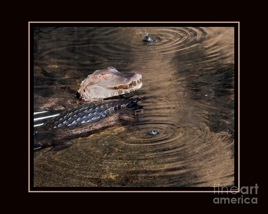 Crocodile Photograph - Camen smiling by Darleen Stry