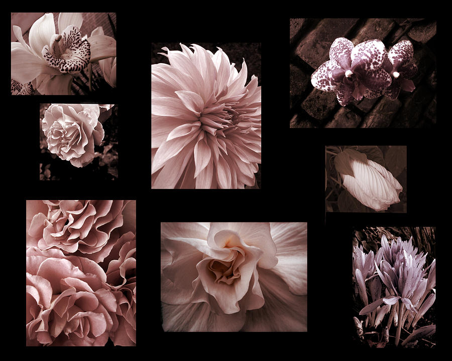Cameo Pink flower photo collage Photograph by Ann Powell