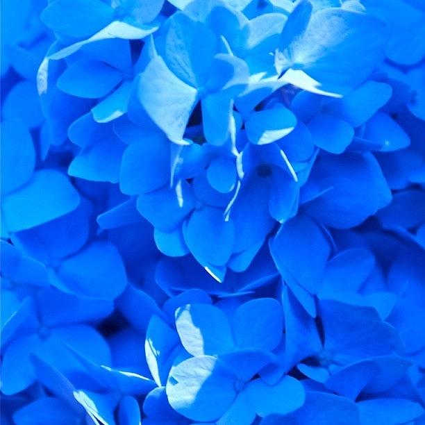 Flower Photograph - Extreme Blue by Justin Connor
