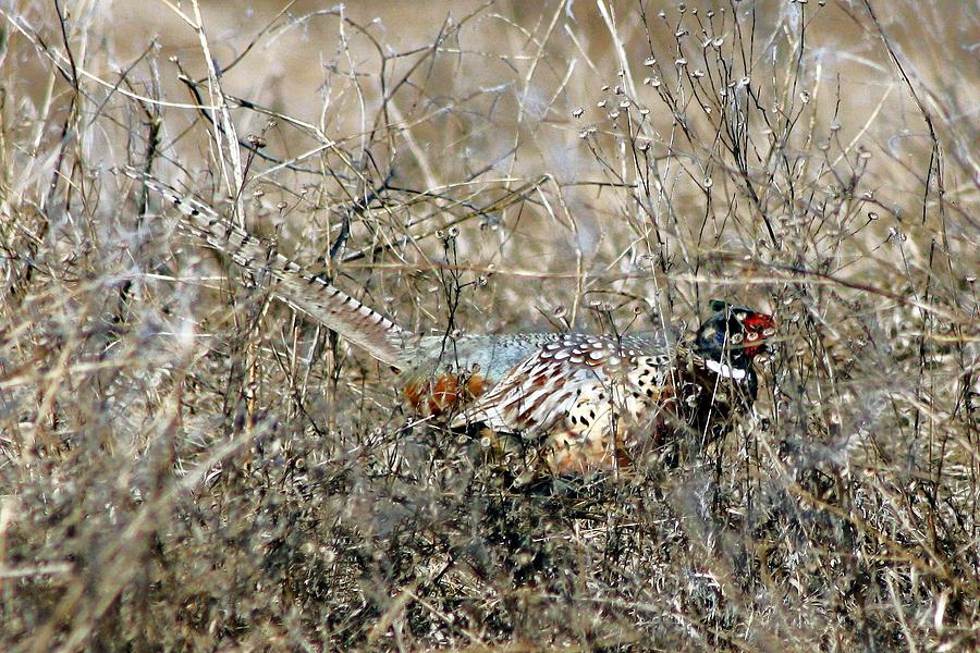 Camo Bird by Tracy Siebels