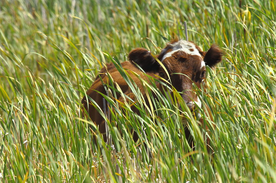 Camo Cow Photograph By Rod Fels