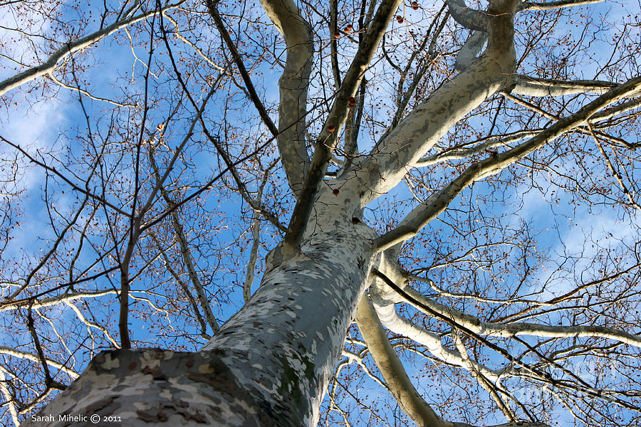 Camo Tree Photograph by Sarah Mihelic | Fine Art America