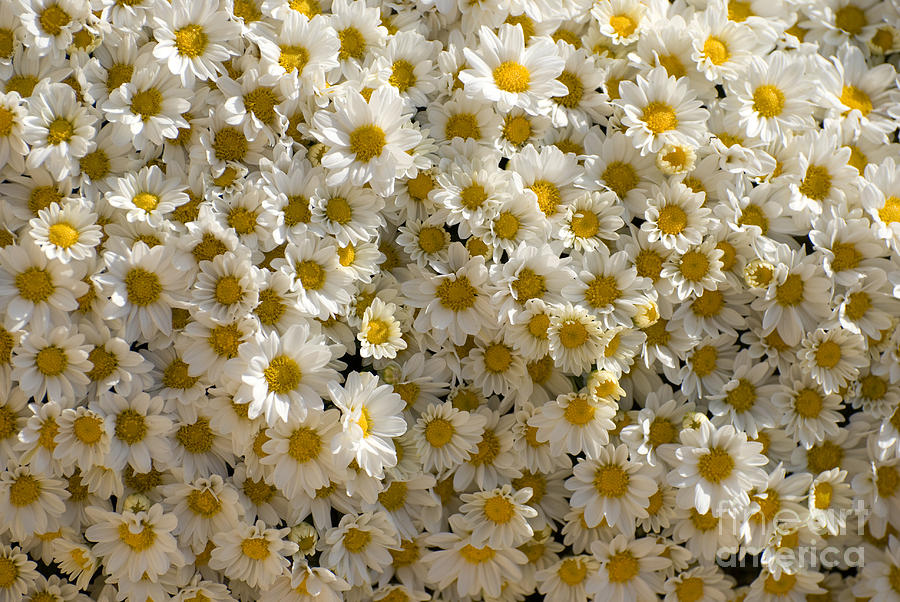 Flower Photograph - Camomiles by Elena Kotliarker