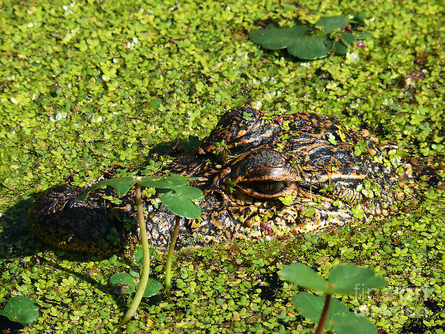 Camouflage Alligator Photograph by Jeanne  Woods