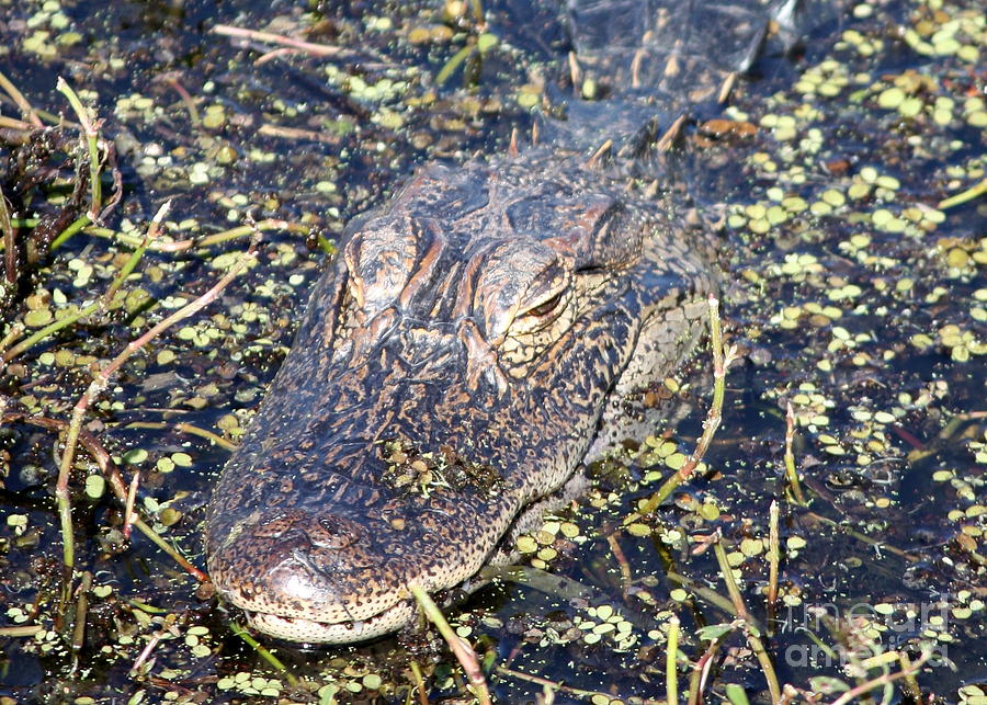 Alligator Photograph - Camouflaged Gator by Carol Groenen