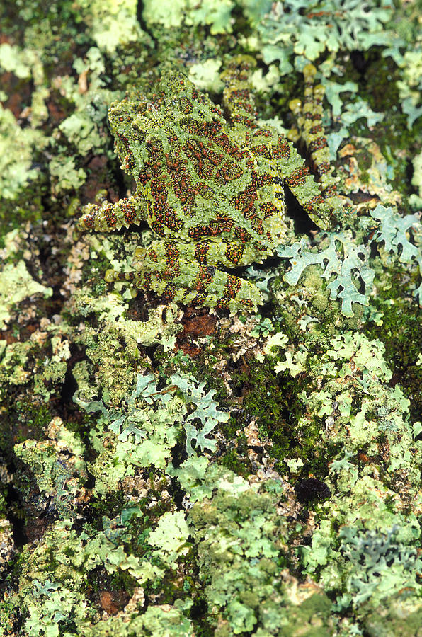 Camouflaged Vietnamese Mossy Tree Frog Photograph by John Pitcher