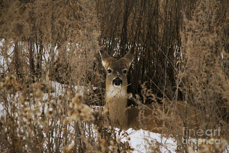Camouflaged Whitetail Photograph by Alyce Taylor