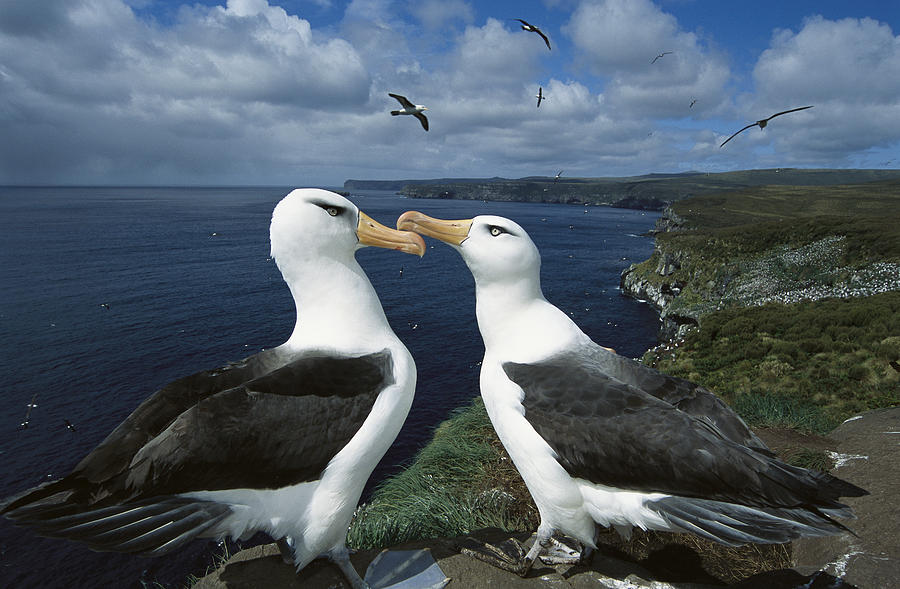 Campbell Albatross Thalassarche Photograph by Tui De Roy