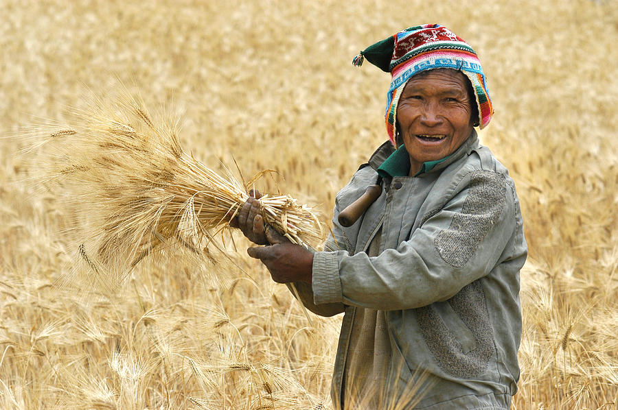 Campesino Photograph - campesino cutting wheat. Republic of Bolivia. by Eric Bauer