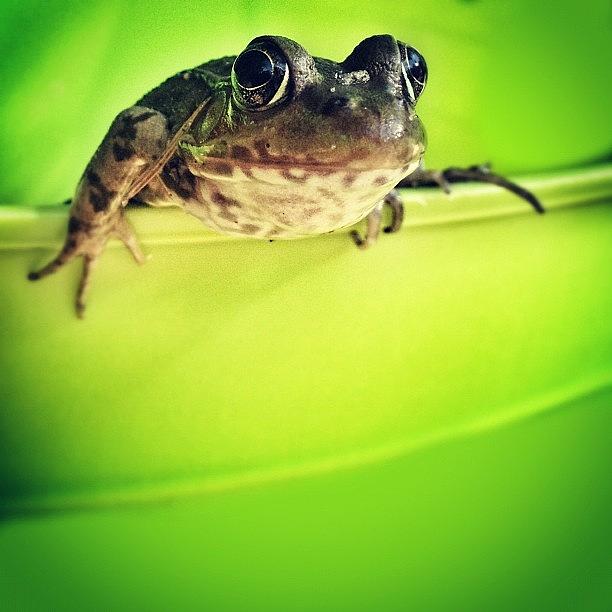 Can A Frog Change Into A Princess Too? Photograph by Tobrook Eric gagnon