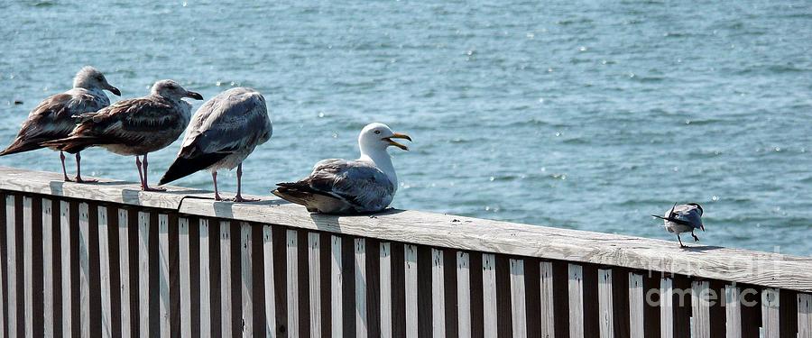 Can We All Just Get Along Photograph by Scott Allison - Fine Art America