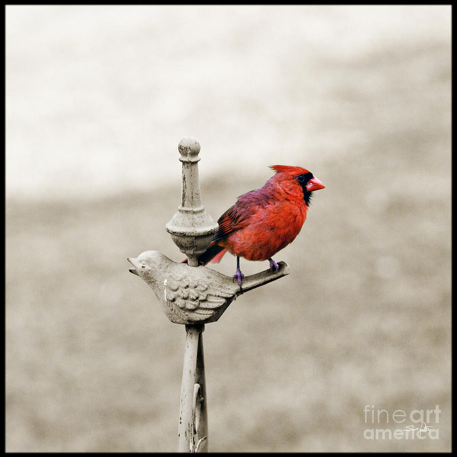Cardinal Photograph - Can We Be Friends by Scott Pellegrin
