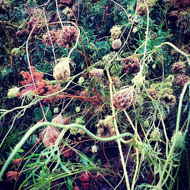 Phonography Photograph - Can We Do Something About These Weeds by Kerri Lacey