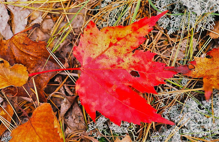 Can You Be-Leaf It Photograph by Jim Simak
