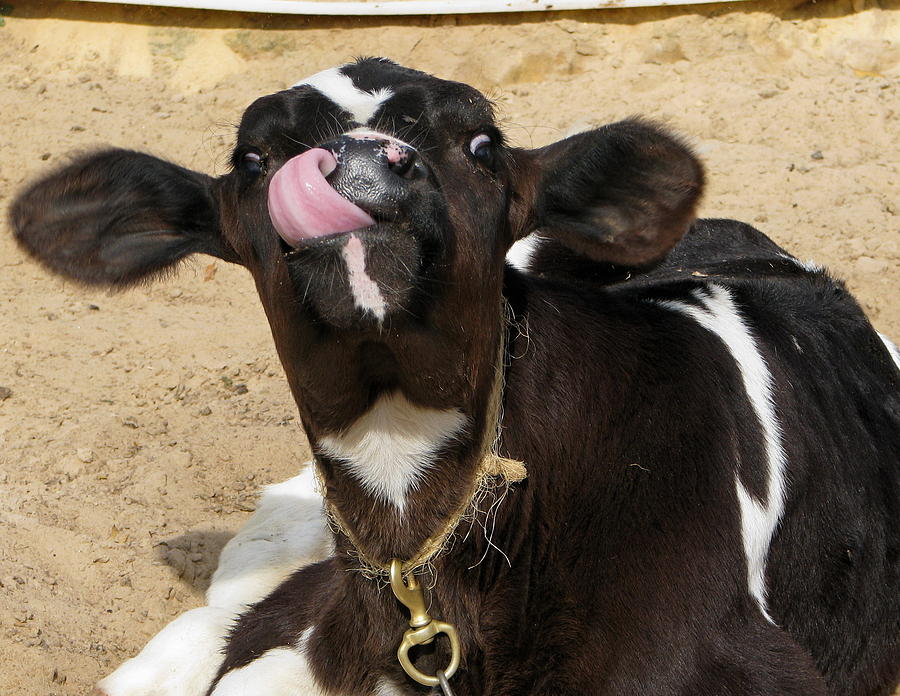 Cow Photograph - Can You Do This by Victoria Sheldon