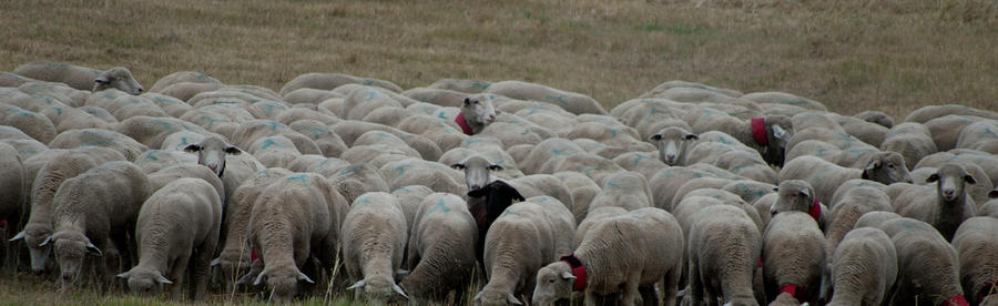 Can you find the black ewe who snuck in Photograph by ShaddowCat Arts - Sherry