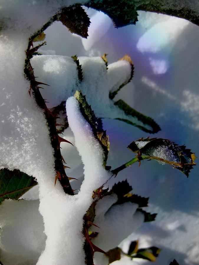Winter Photograph - Can You Hear Me by Shirley Sirois