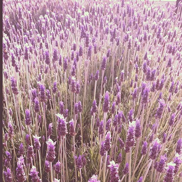 Nature Photograph - Can You Just Smell The Sweet Lavender by Vicki Damato