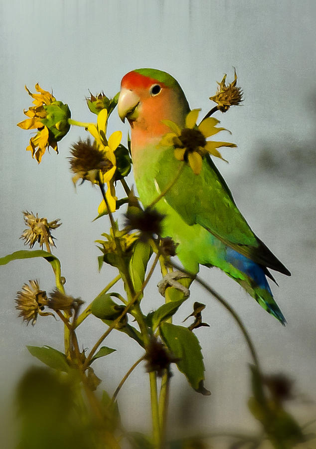 Lovebird Photograph - Can You Say Pretty Bird? by Saija Lehtonen