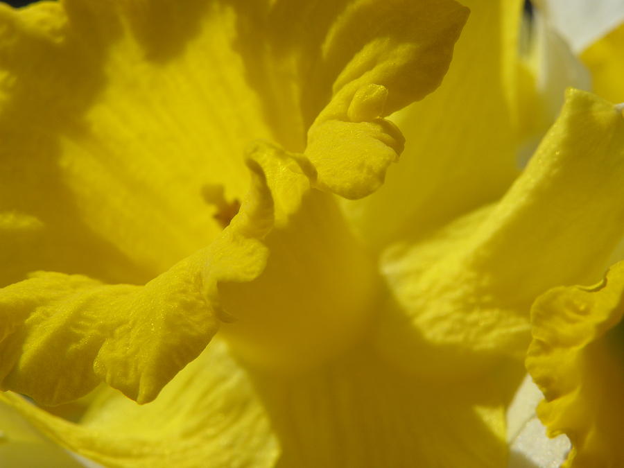 can you say YELLOW Photograph by Kim Galluzzo