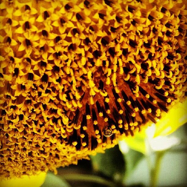 Nature Photograph - Can You See The Bees Face? by Logan Neet