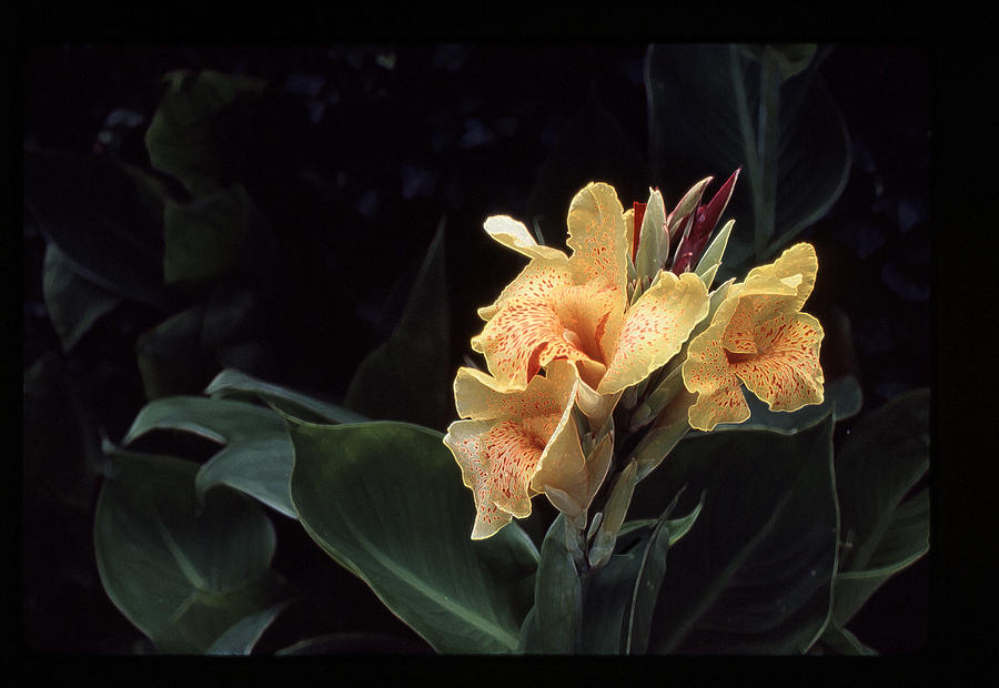 Cana Lily Photograph by Greg Kopriva