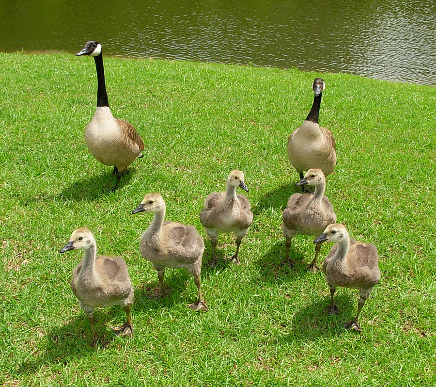Canada Geese and Goslings Photograph by Jeanne Juhos