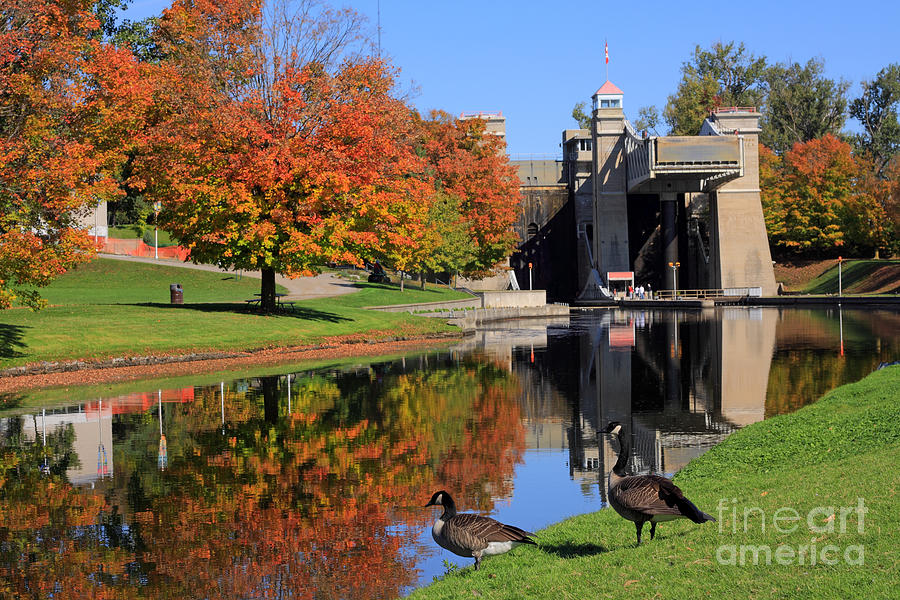 Canada Geese at Lift Lock Photograph by Charline Xia