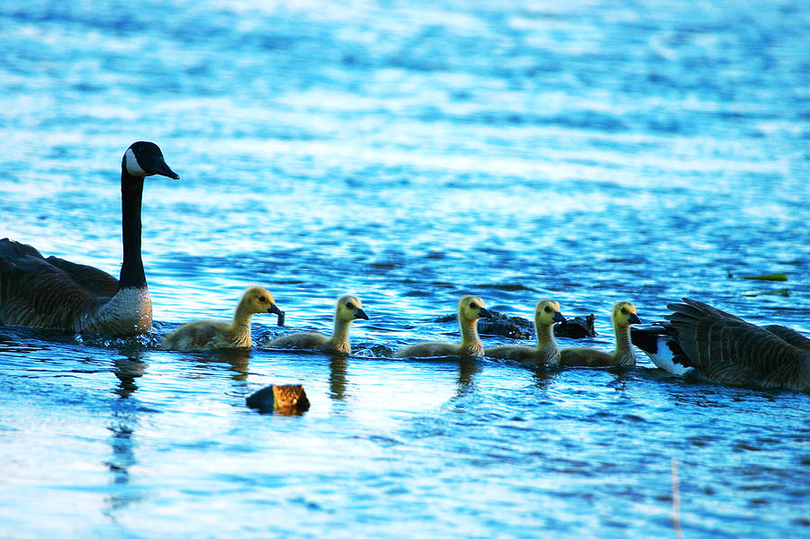 Canada geese family II Photograph by Paul Ge