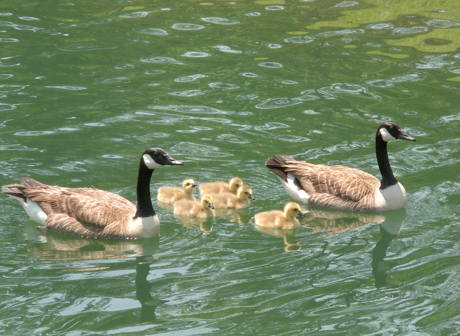 Canada Geese Family Photograph by Jeanne Juhos