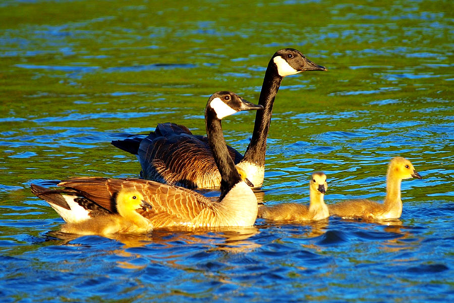 Canada geese family Photograph by Paul Ge