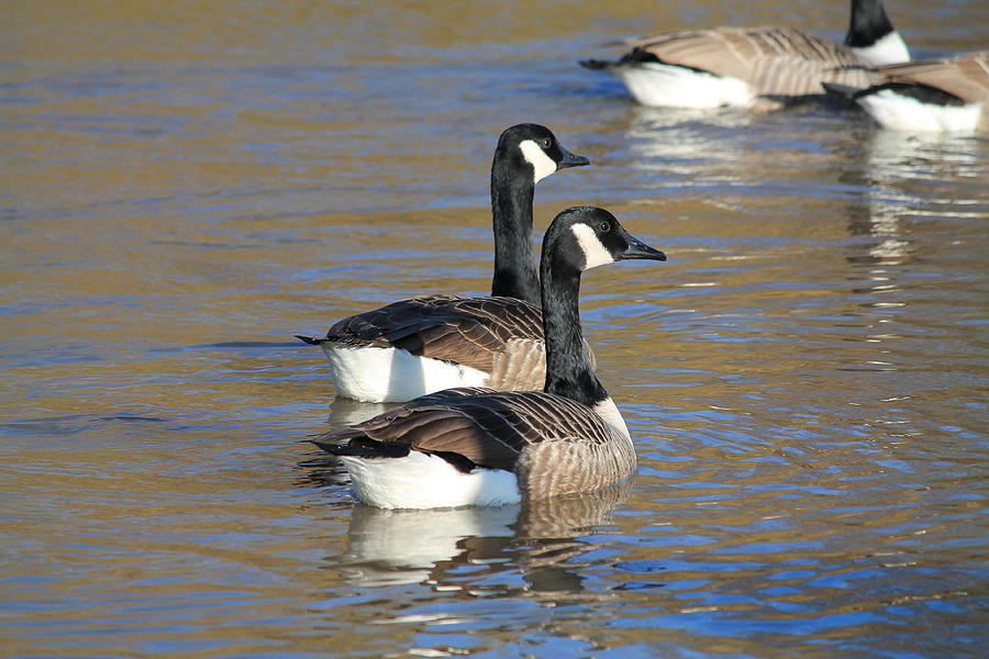 Canada Geese Photograph by Henry Hemming