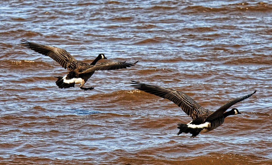 Canada Geese In Flight Lake Superior Photograph by Lawrence Christopher