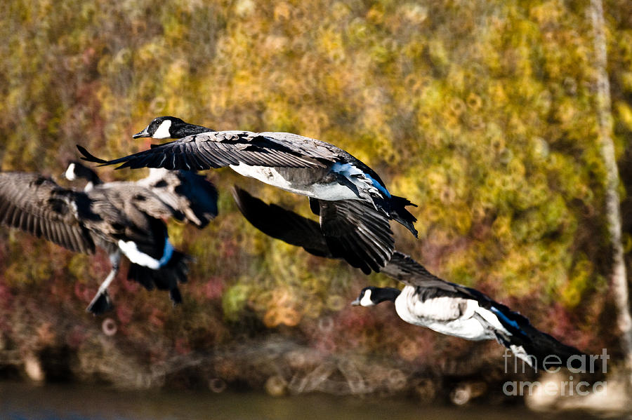 Canada Geese In Flight Photograph by Terry Elniski