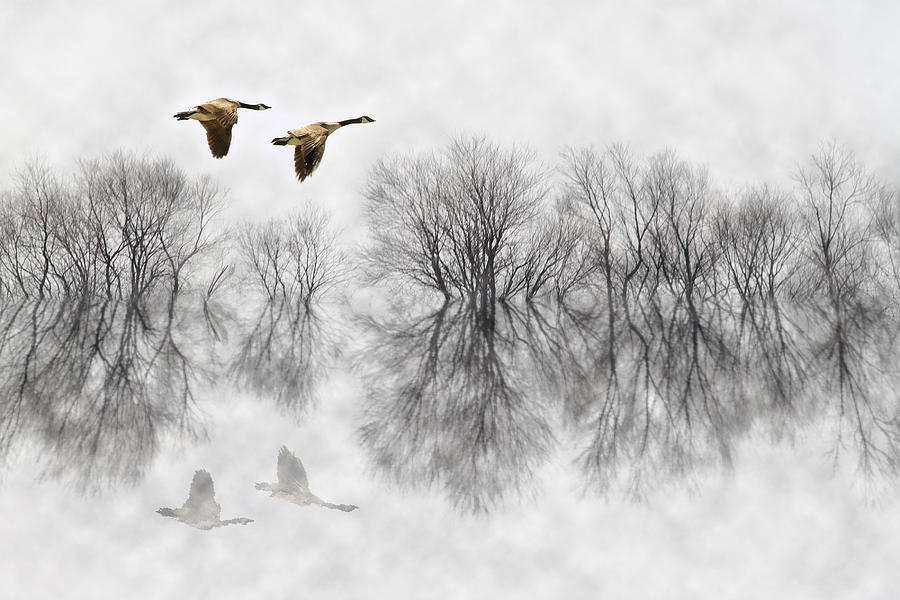 Geese Photograph - Canada Geese in Fog by Patrick Ziegler