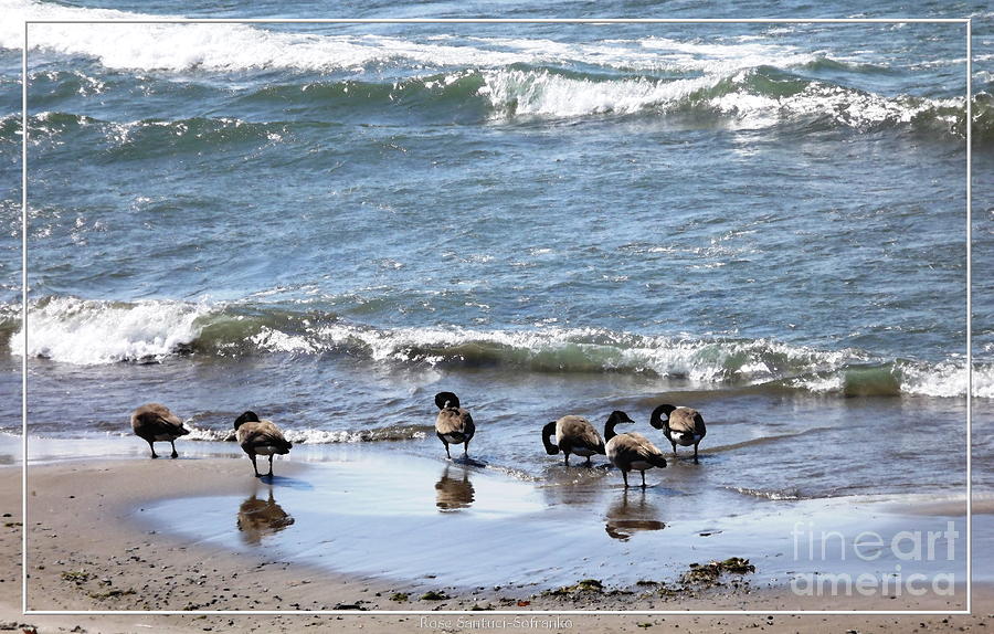 Canada Geese in Lake Erie Photograph by Rose Santuci-Sofranko
