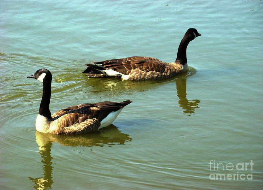 Canada Geese Photograph by Margaret Hamilton