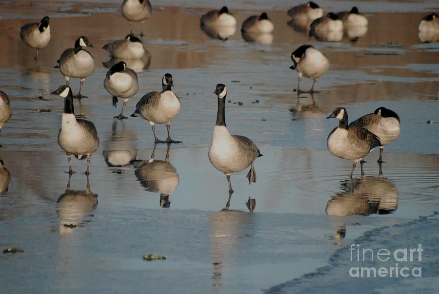 Feather Photograph - Canada Geese by Mark McReynolds